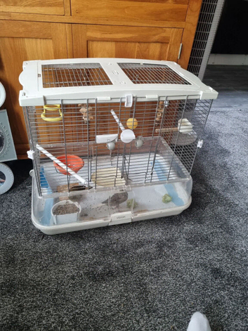 2 large canary
