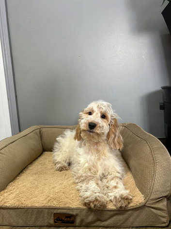 Rain last two puppies available
