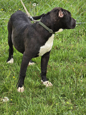 Presa Canario female