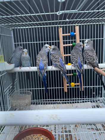&ldquo;Beautiful Budgie Mutations