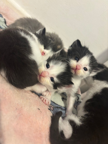 Black and white kittens