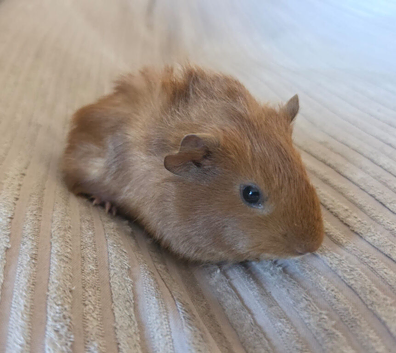 Female guinea pigs
