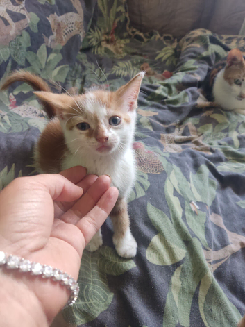 Bengal / tortoise shell baby
