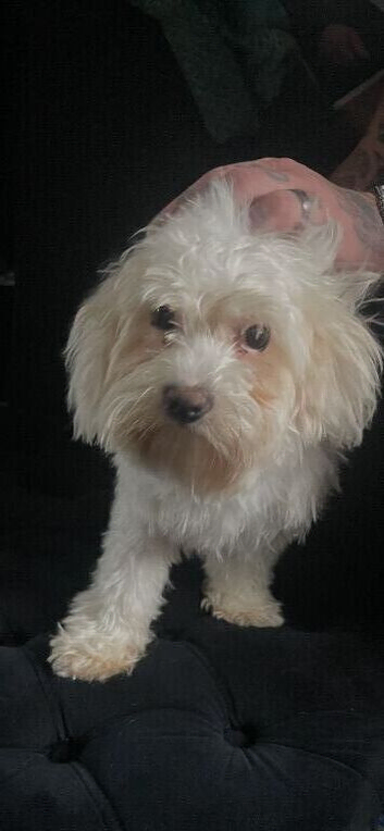 Maltese girl 6 and half mths