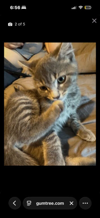 Male grey kitten for sale