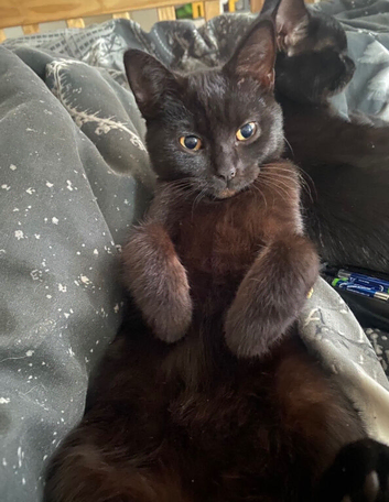 Black (half pedigree)