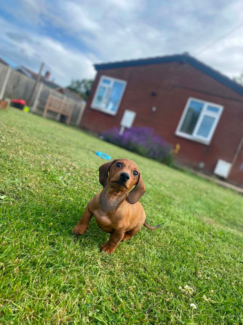 Miniature dashchund
