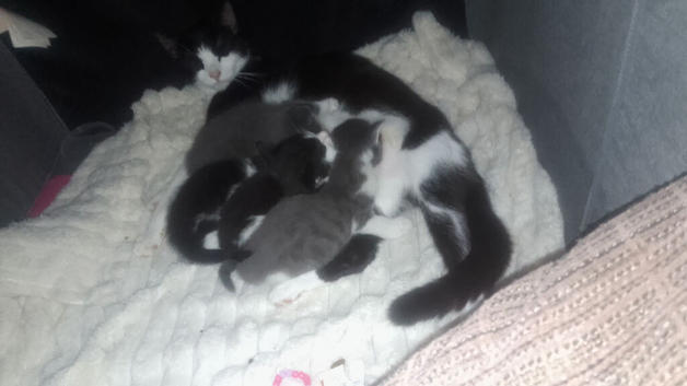 black tabby x ragdoll
