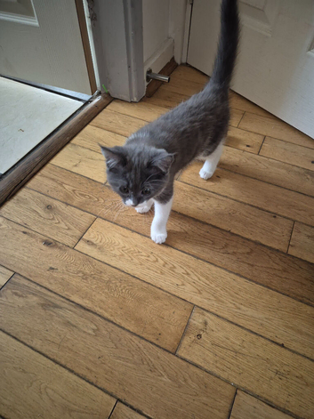 Stunning litter of maincoon x British short hair