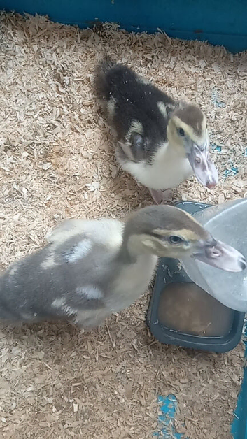 Muscovy ducklings