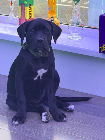 Female cane corso pup