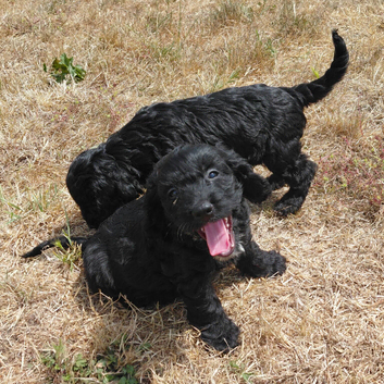 Beautiful Black Cockalier-a-Poo Puppies