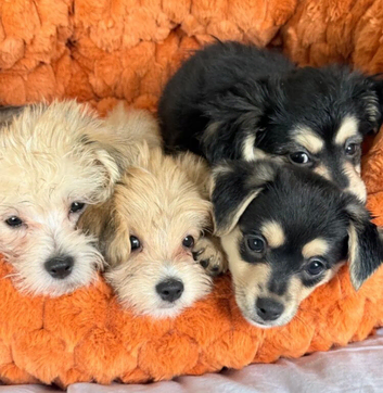 Unique Maltese x JackChi pups - ready to go!