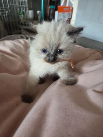 6 week old ragdoll kittens ready to leave 7th june