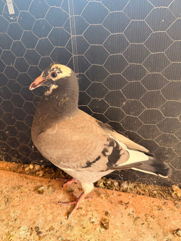 Young birds for sale