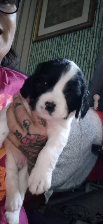 Jack a bee cross sprollie puppies