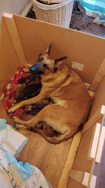 Belgian Malinois x Dutch herder