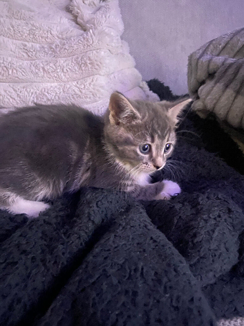 GORGEOUS KITTENS :Only TWO left
