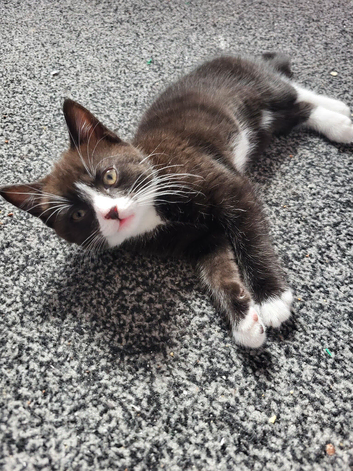 Female kitten ready now