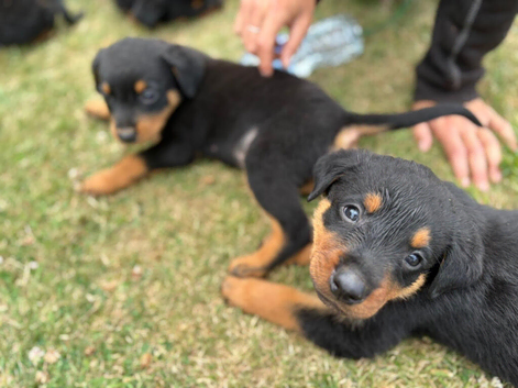 Rottweiler puppies looking for new jobs