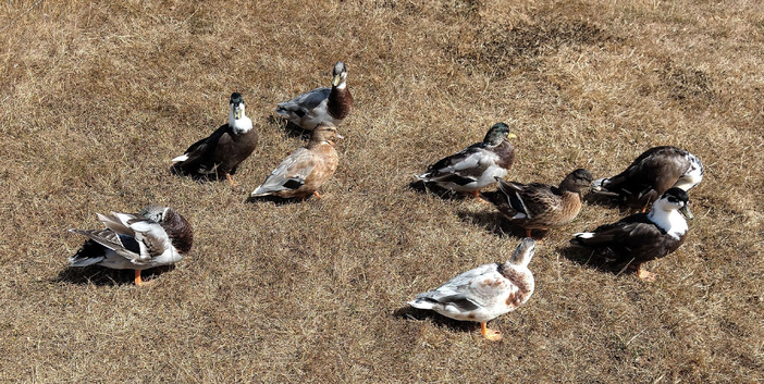 Call duck males 2026