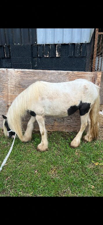 Ideal kids first pony