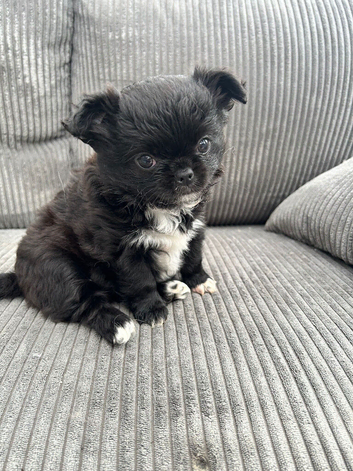 KC LONG COAT CHIHUAHUA