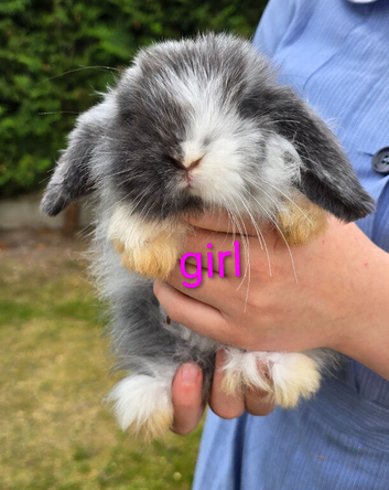 Mini lop girl bunny for sale