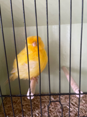 Norwich canaries for sale
