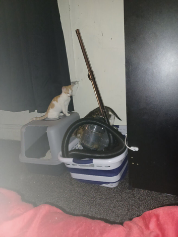 2 kittens