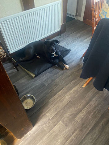 Cane Corso staffie mix