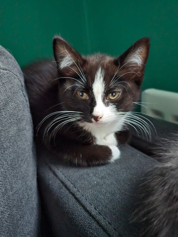 2 12 week old kittens
