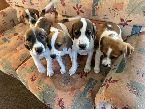 Beagle puppies