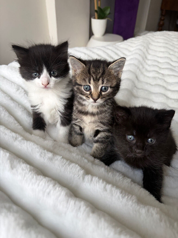 3 kittens