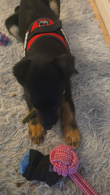 5 month old pup for sale