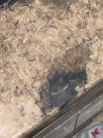 Gerbils looking for new homes