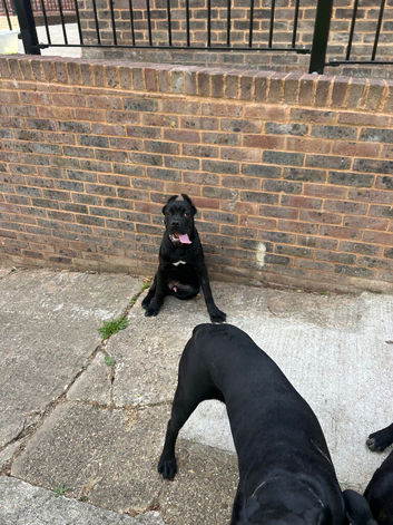 Top blood line cane corso puppies