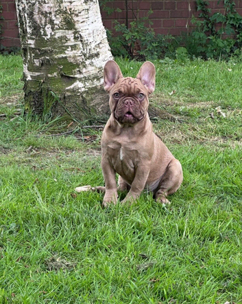 French bulldog
