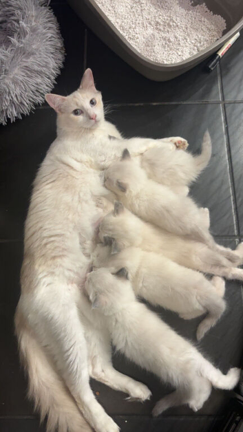 Beautiful Ragdoll kittens
