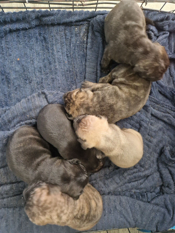 Puppys