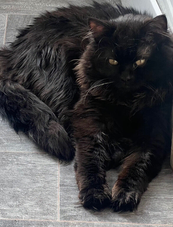Needing to rehome my Maine coon cross junior cat Onyx