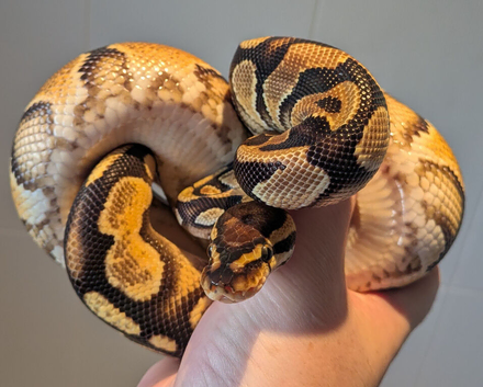 Female Orange Dream het Clown