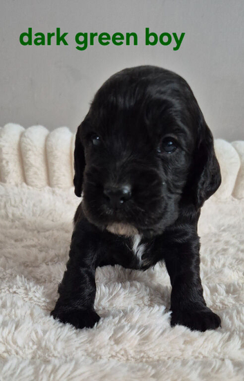 1 Beautiful Black Cocker Spaniel Puppy left!!