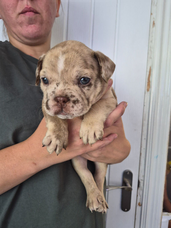 French bulldog x English bulldog