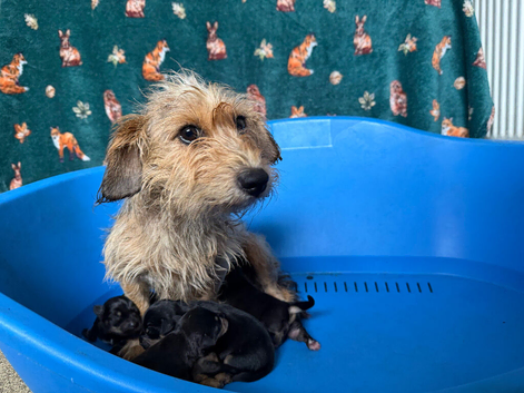 Terrier Pups
