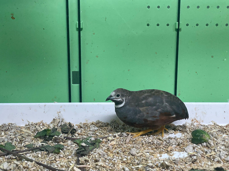 CHINESE PAINTED QUAIL - cocks