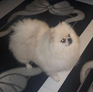 Russian toy Pomeranian boy