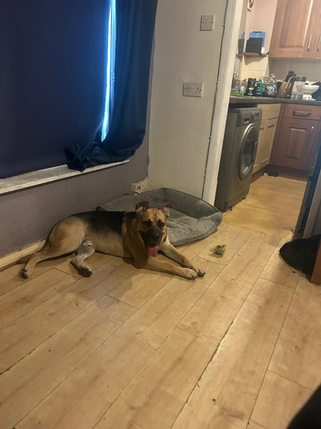 German shepherd cross Staff