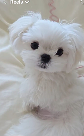 Teacup korean maltese pups