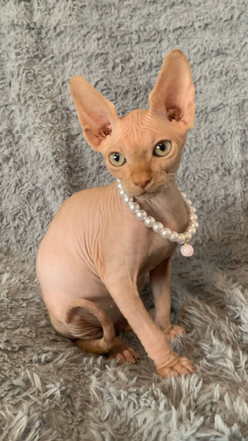 Beautiful pedigree female Sphynx kitten